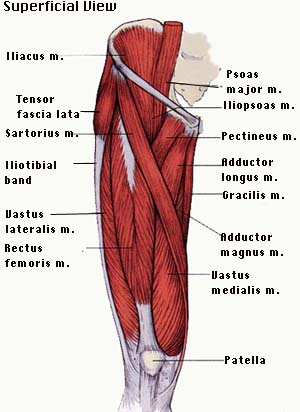Hip & Thigh Muscles